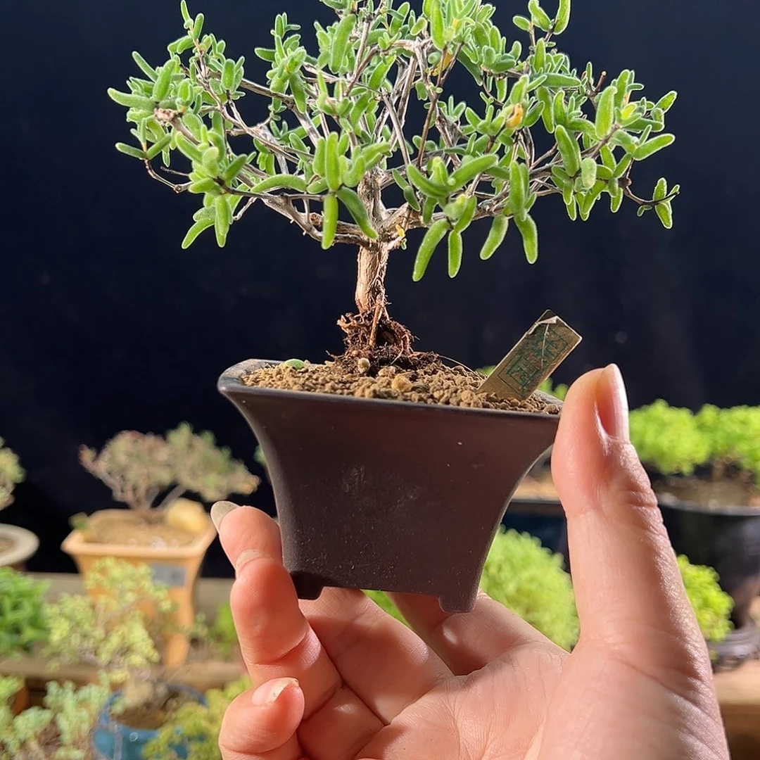 16号 彩虹卷锦老桩精致造型