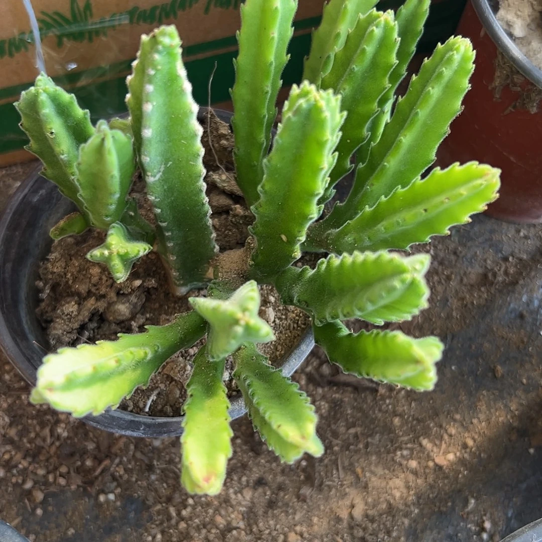 多肉植物多肉植物