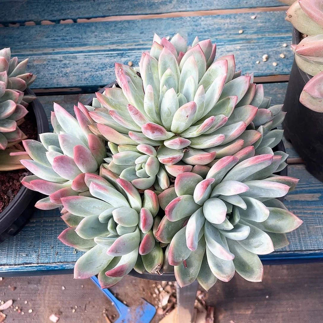 韩版冬云多肉植物