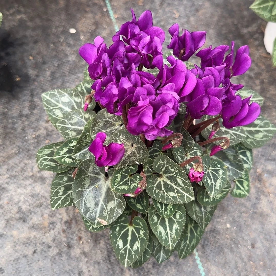 *****完全开放小青龙仙客来