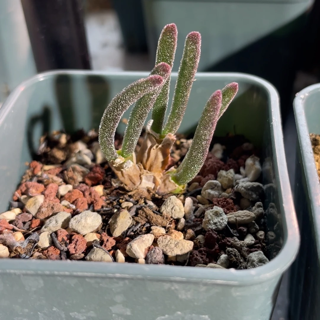 A***郭壁光环植物一物一拍