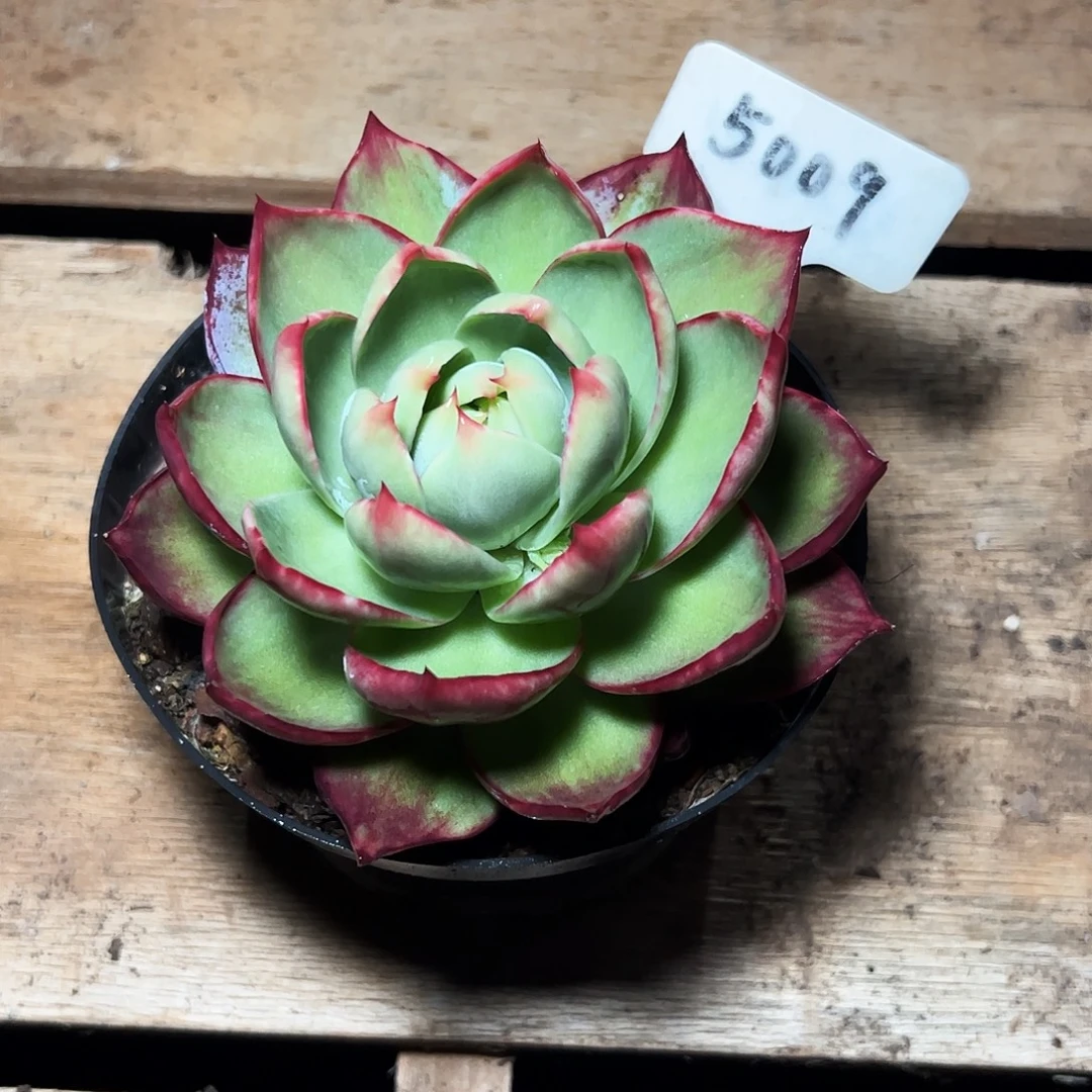 墨***墨惊鸿仙子一物一拍5009号