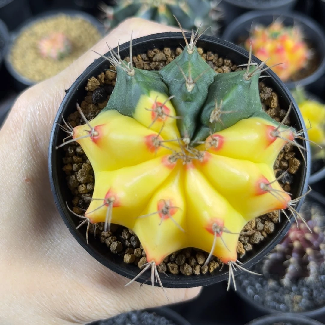 红唇嫩黄-^^^^^^——————