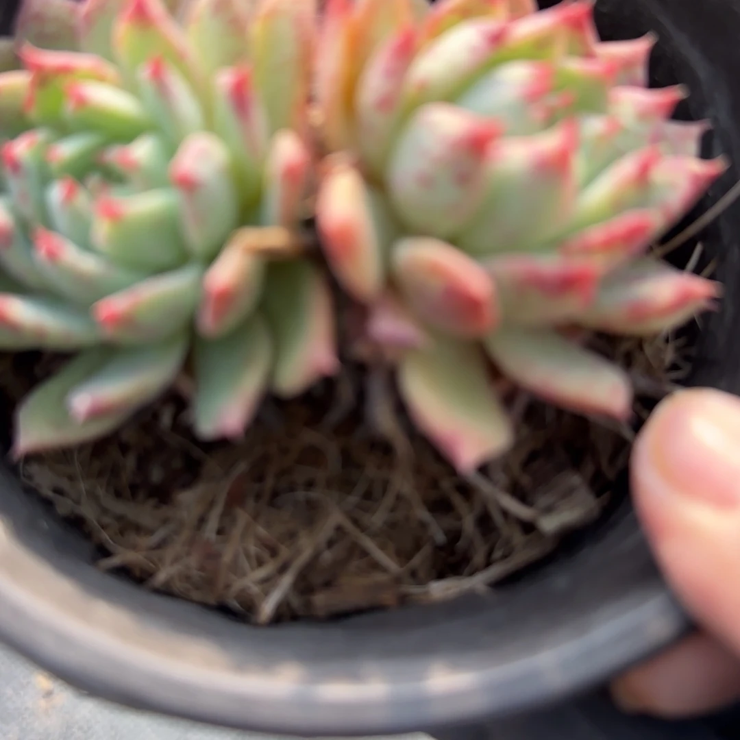 无花朵一块钱橙姬莲小双福袋