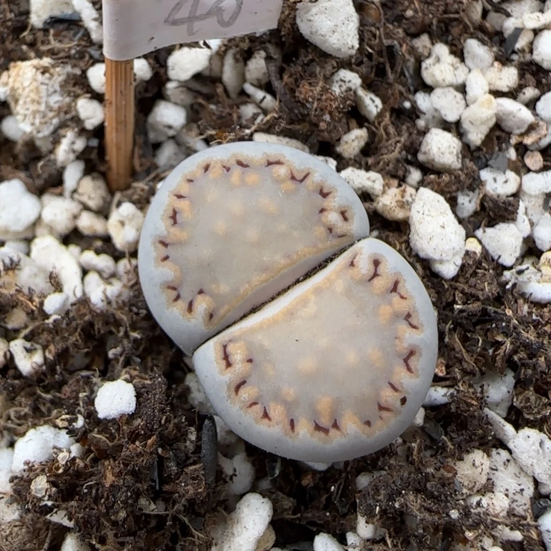 11.5 .216饼干. 905