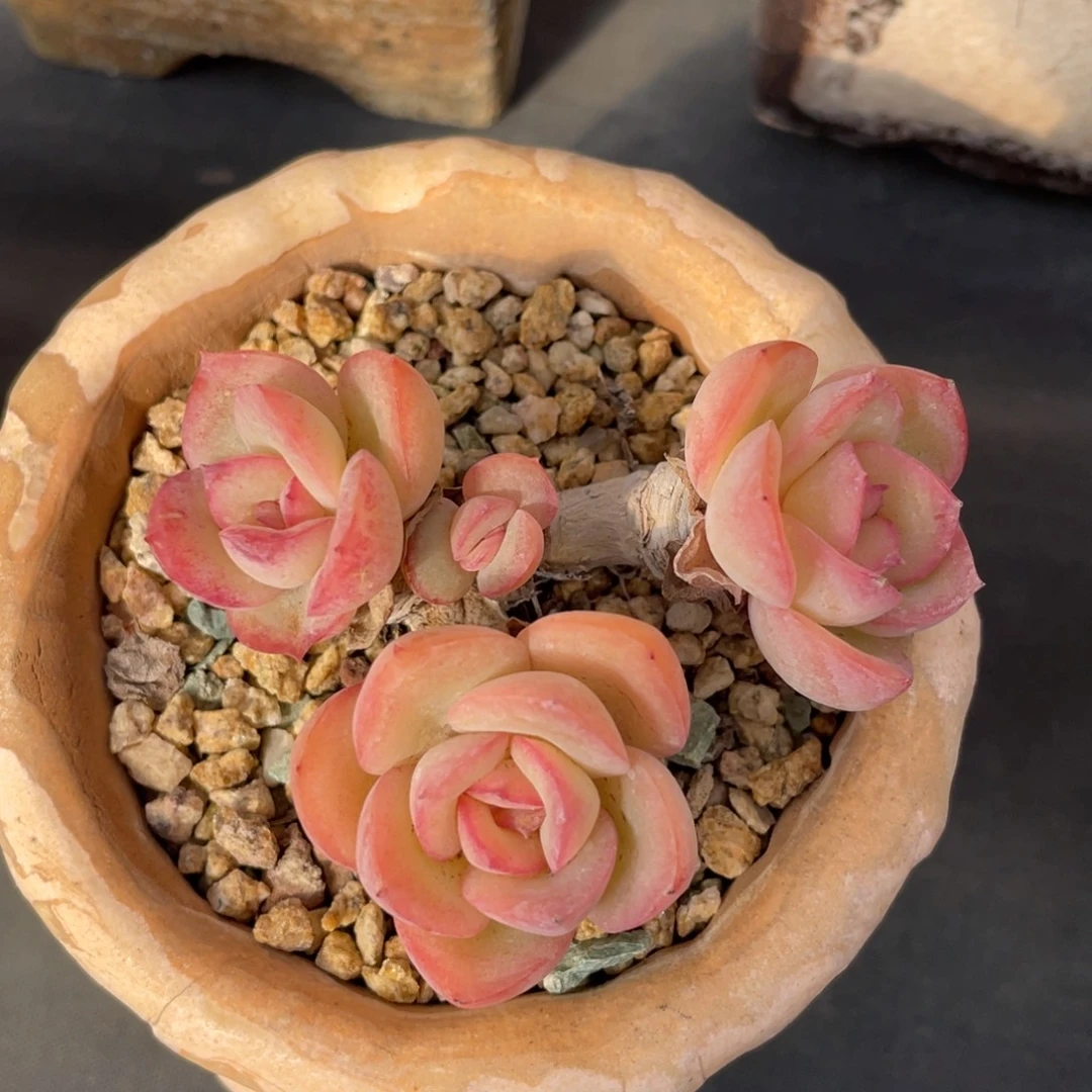 丸叶晨露多头老桩