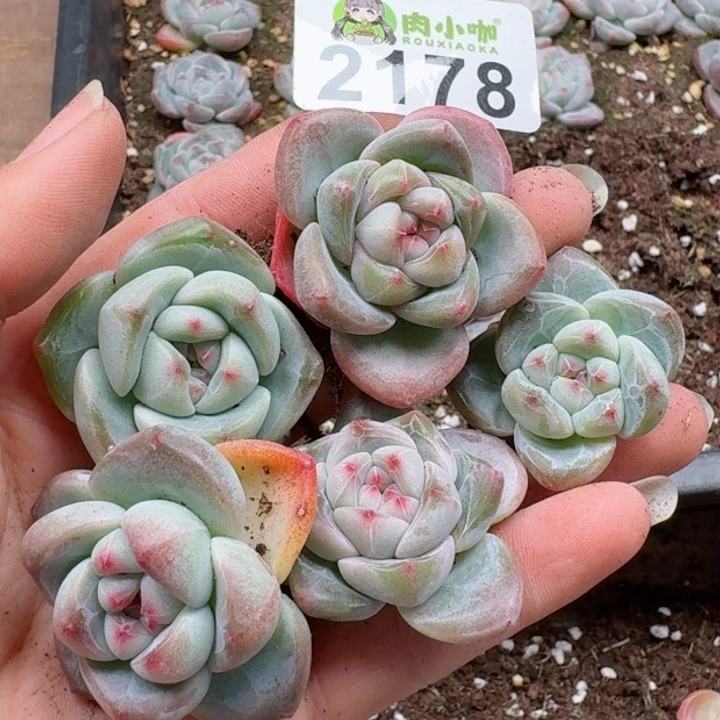 多肉植物多肉植物