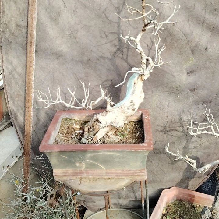 完全开放石榴盆景，脱盆发