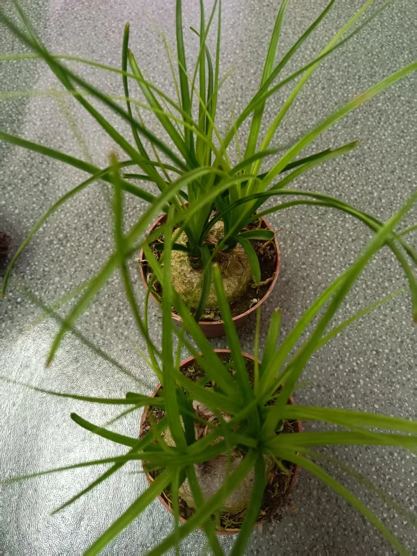 酒瓶兰，绿植盆栽多肉，2棵组合，茶台书桌精品