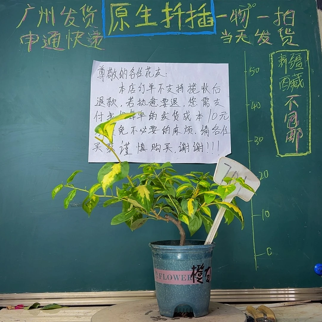 当前无花栽培后可以开花金心橙白701