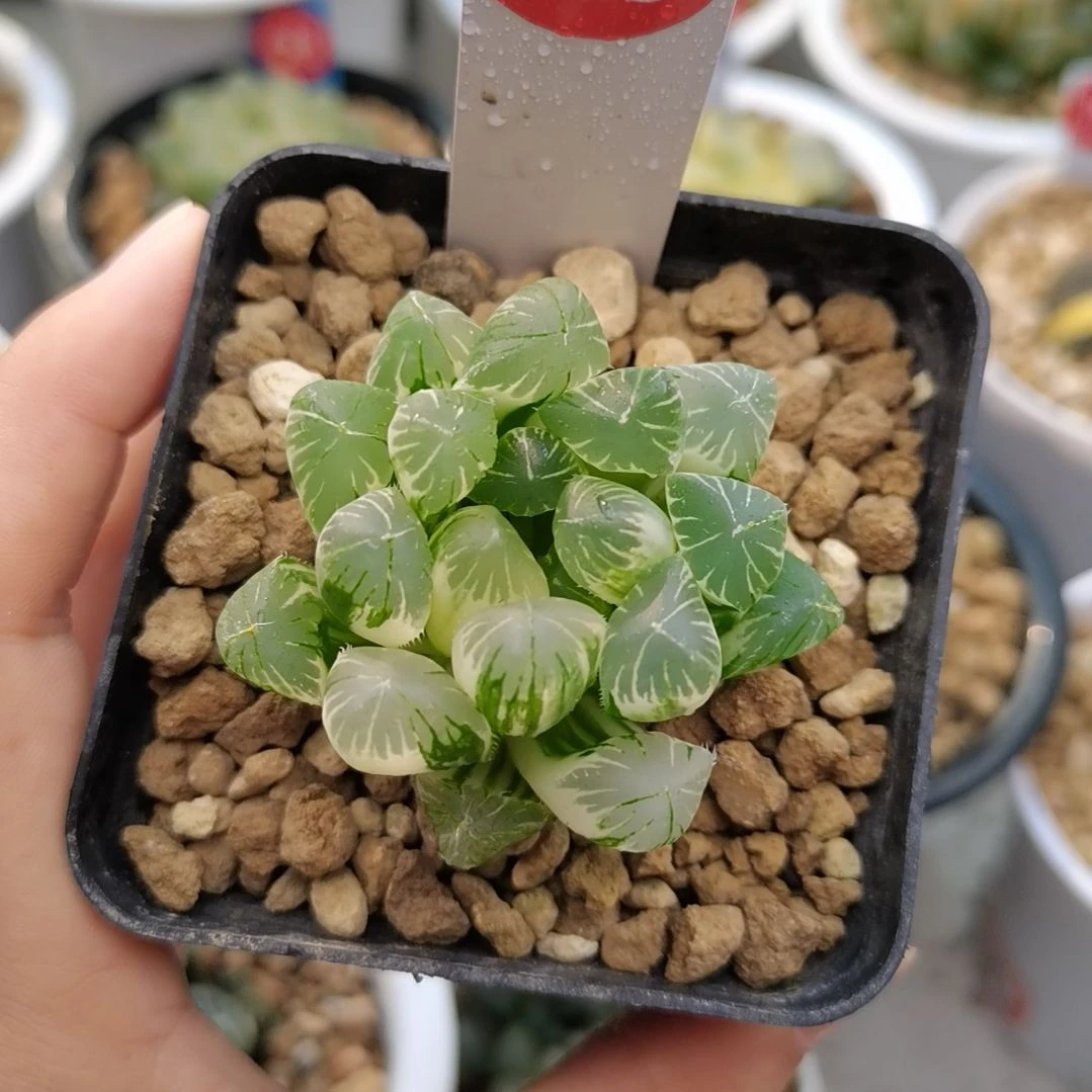 165号实生玉露锦一物一拍带盆土发货