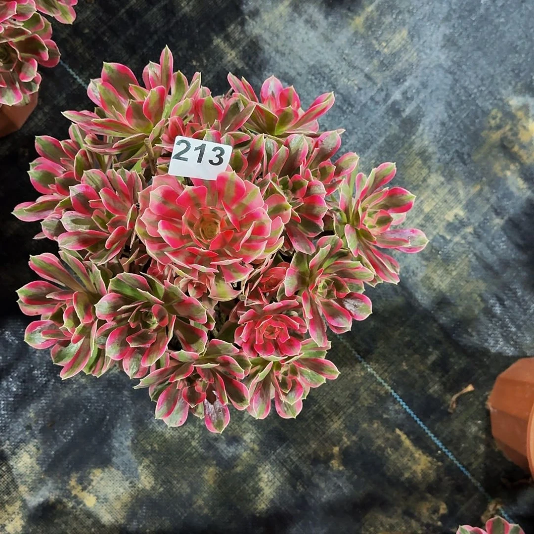 谢***羊213女妖冠服30公分