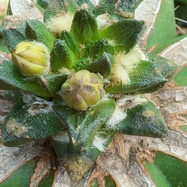 无花朵苗接短皱油龙角657