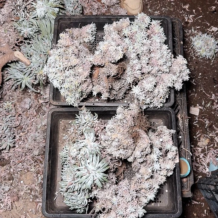 框拍瑕疵随机发四颗不售后