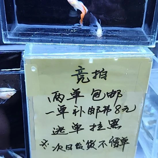 孔雀鱼竞拍补包装热帖邮费