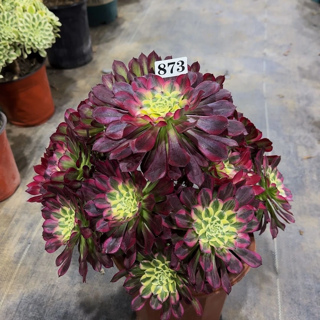 0000873天河多肉植物