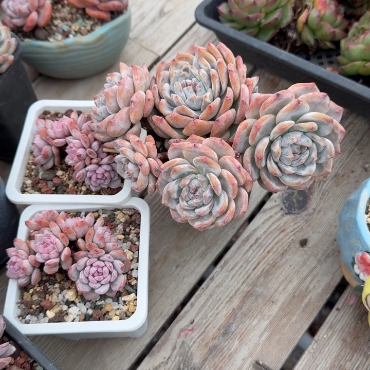 石榴紫老桩无砍群福利
