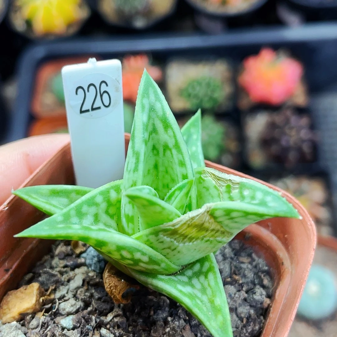 非偏远地区满25包邮仙人球