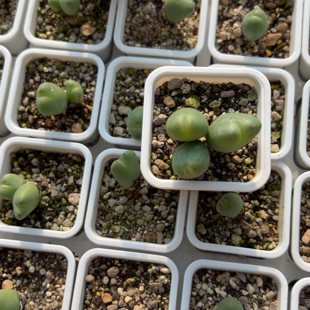 量拍智光少将一头