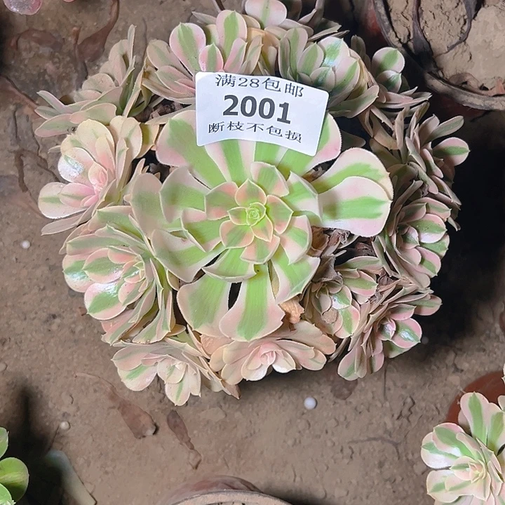 2001粉女巫多肉植物