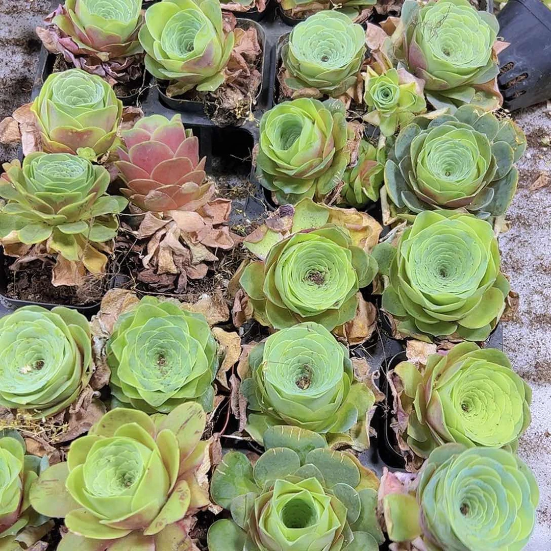 376红酒杯19包邮多肉