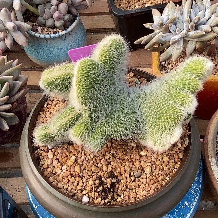 多肉植物肉肉植物
