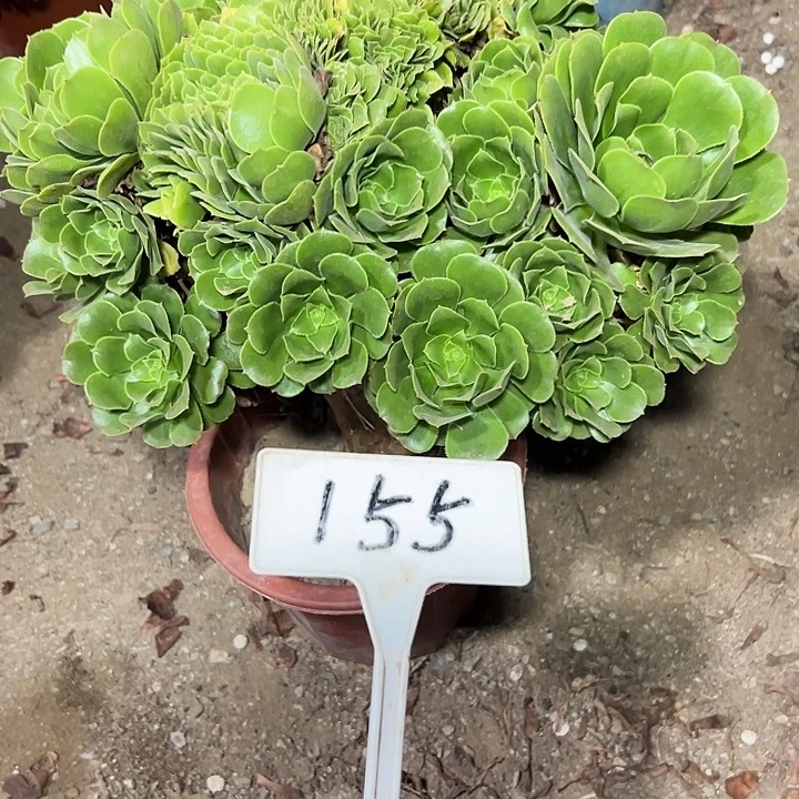 多肉植物绿羊绒缀花