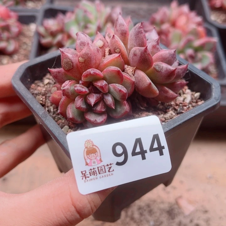 多肉植物多肉植物