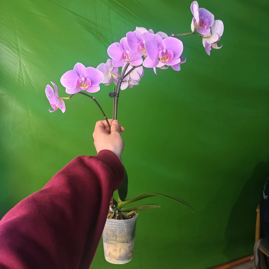 【明日之星】蝴蝶兰带花苗  高端绿植花卉粉色系耐看(花损无售后)