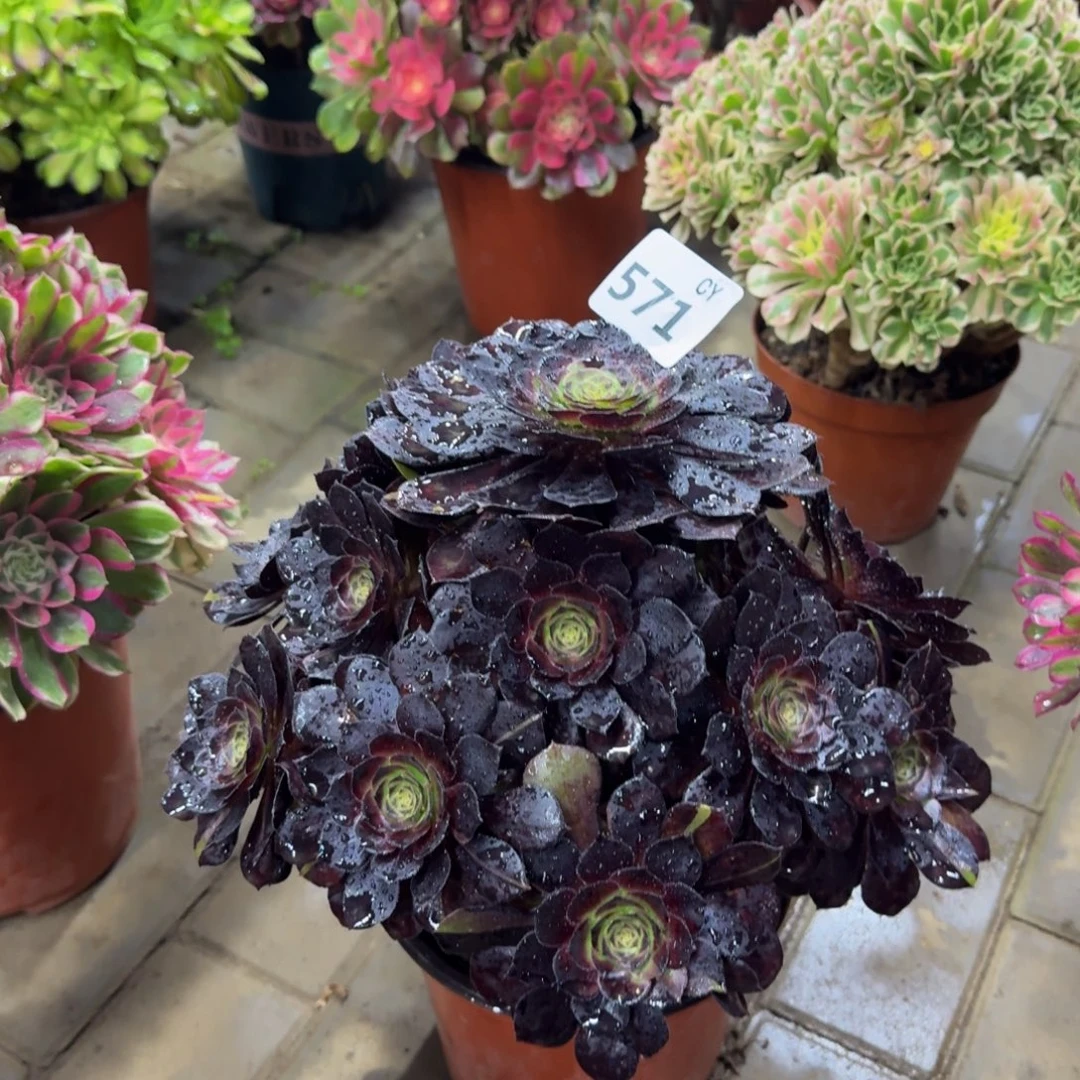 多肉植物571花花公子