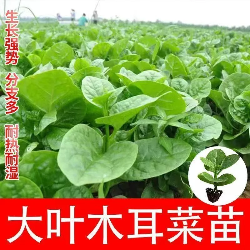 正宗圆叶木耳菜四季蔬菜秧苗秋冬带土南北方庭院阳台种植高产耐寒