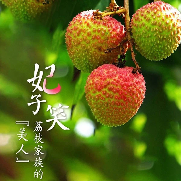 【京东/顺丰冷链】妃子笑荔枝香甜核小肉厚现摘新鲜水果B68S