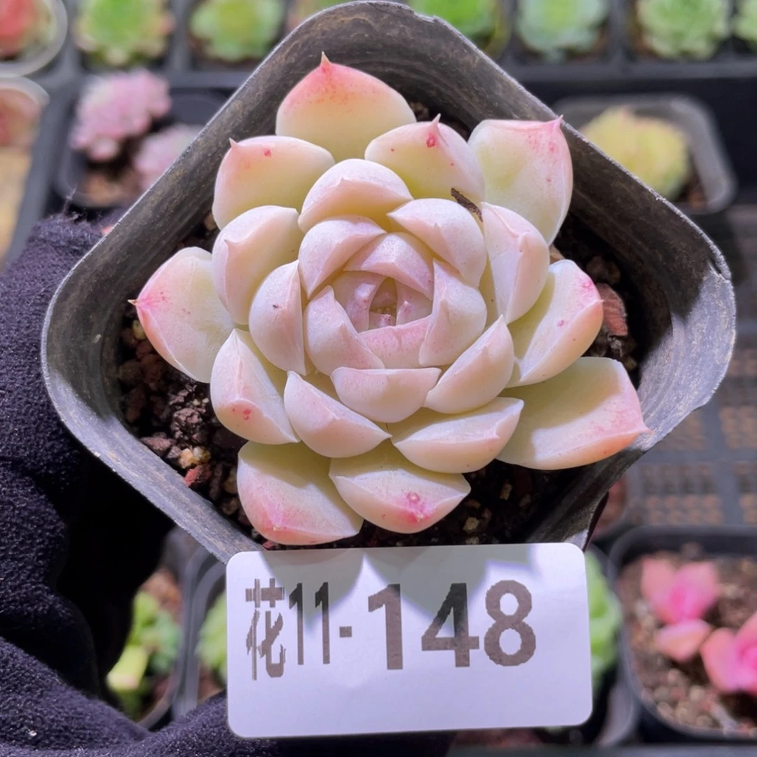 花利美11-148新品