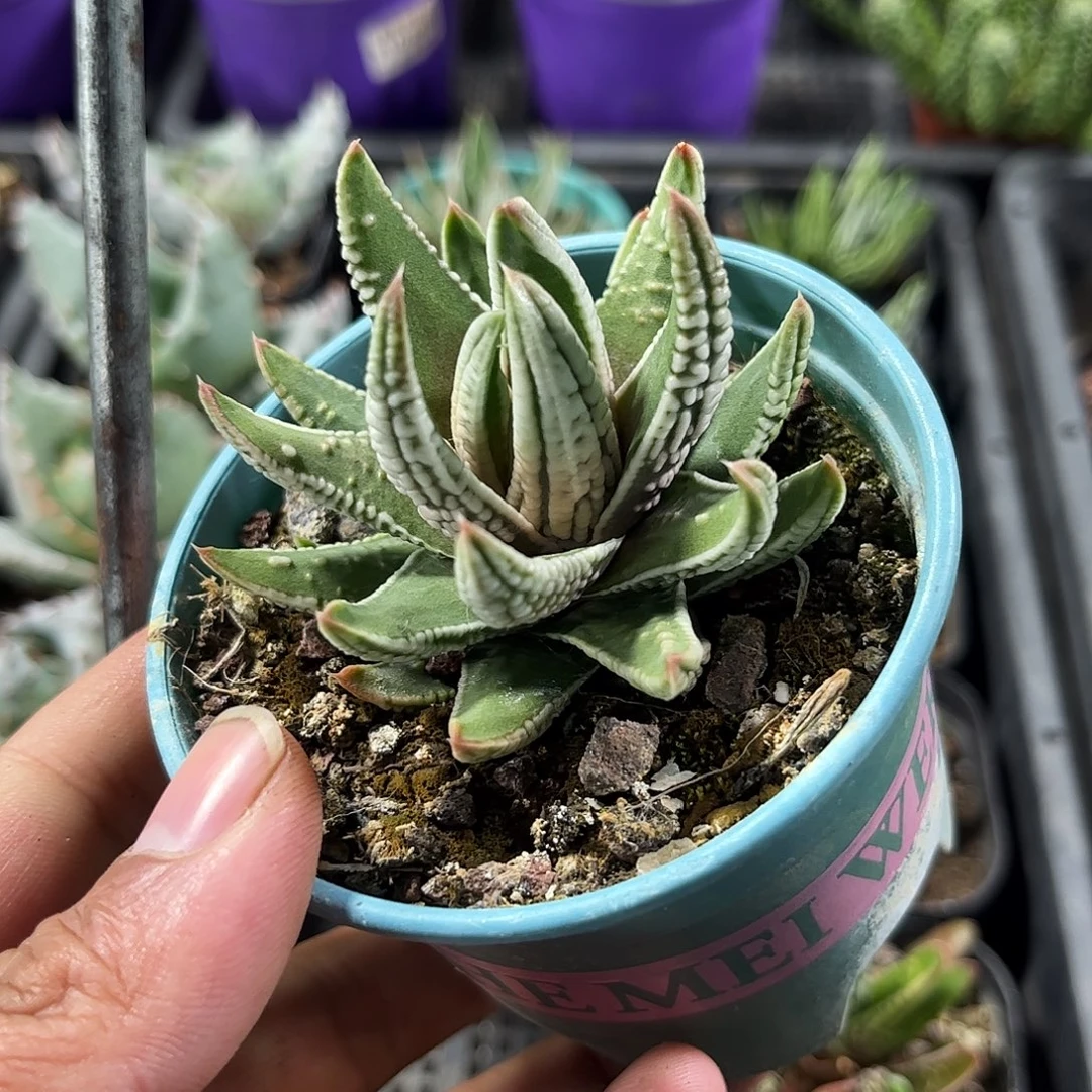 皇帝单头发货单头发货