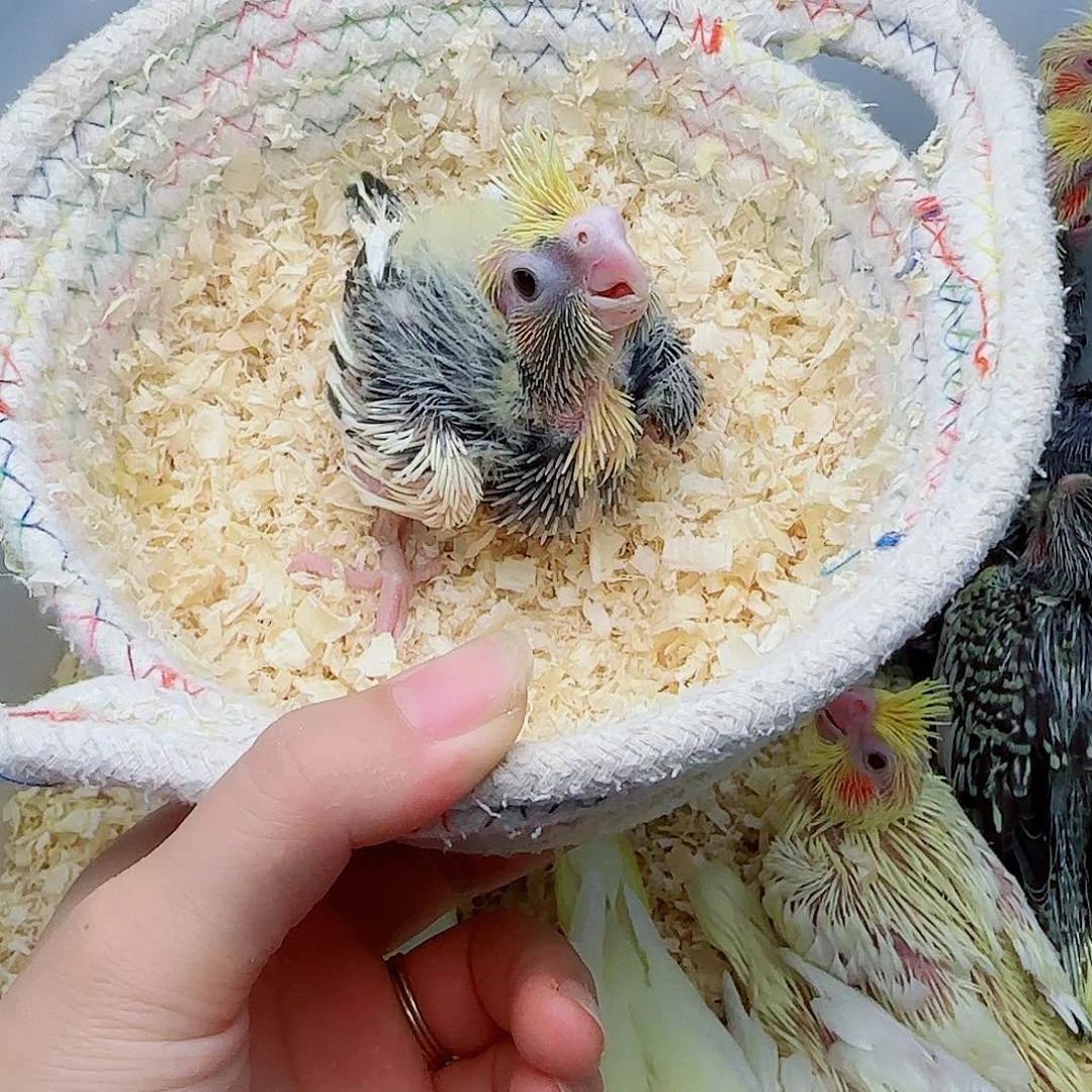 玄凤鹦鹉/鸡尾鹦鹉
