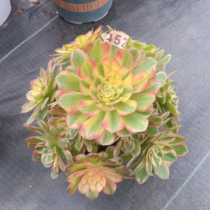 452老庄多肉法师海王