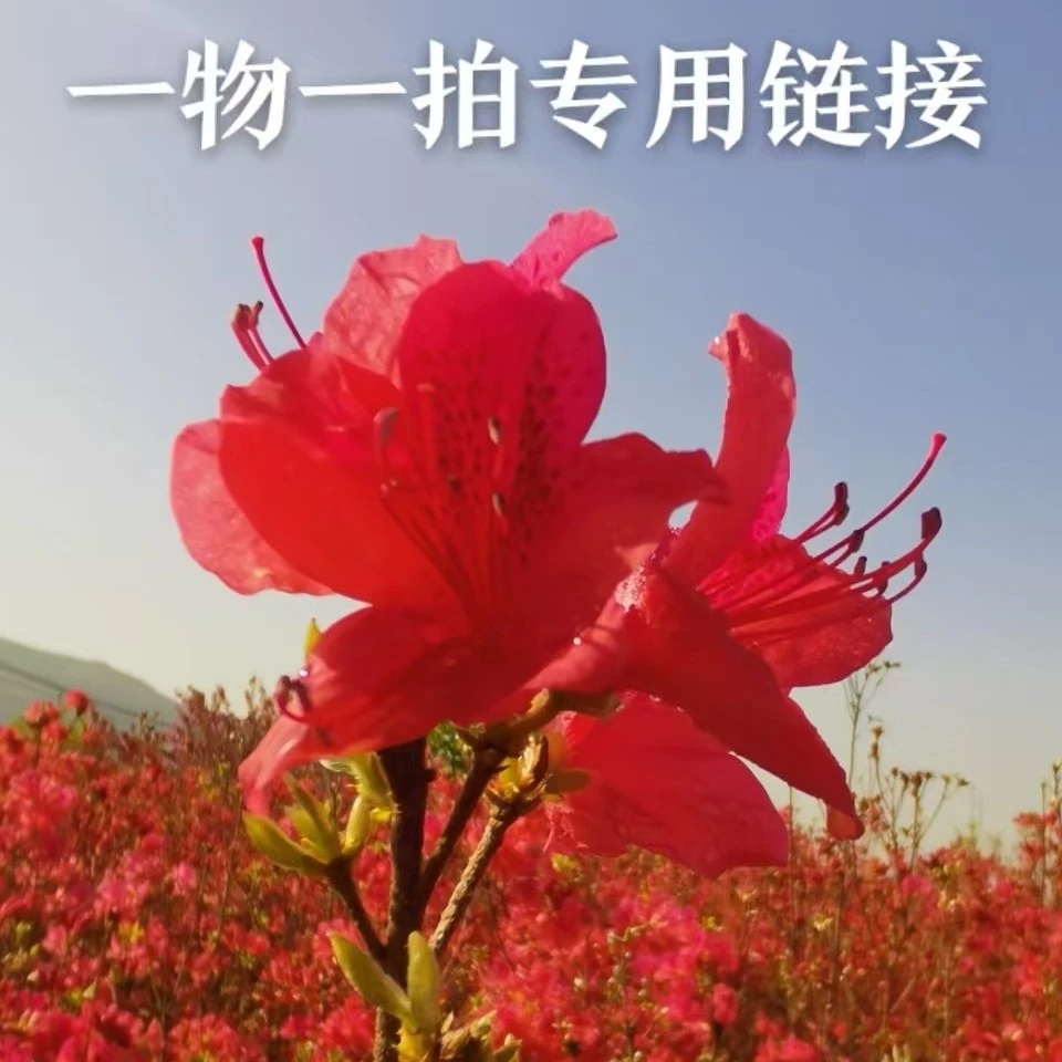 映山红 原生大田籽播苗 花色艳丽 耐寒耐旱 南北方可栽植