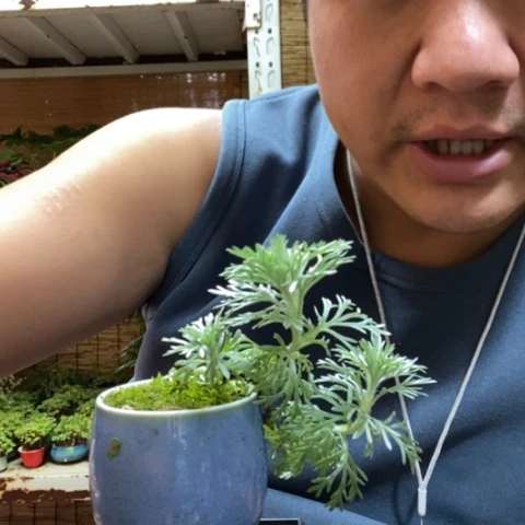 红陶一物一拍所见即所得164