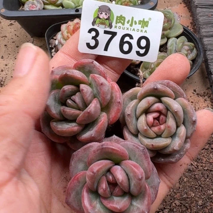 当前无花朵，栽培后可花朵多肉植物多肉植物