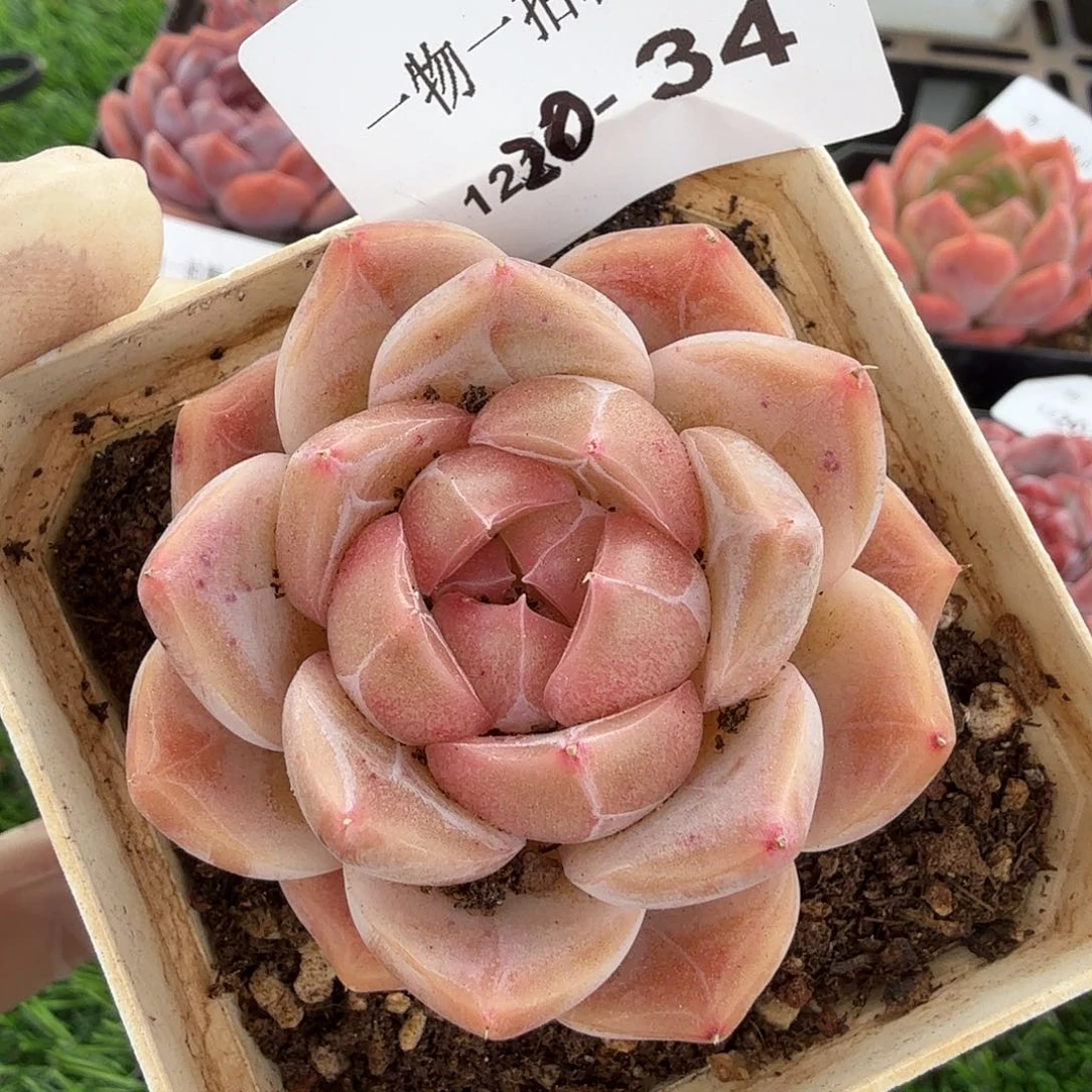 1220-34多肉一物一拍