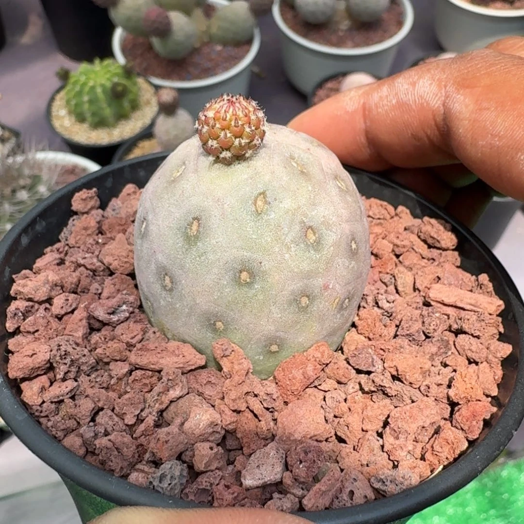 涟*仙人球一物一拍习志野