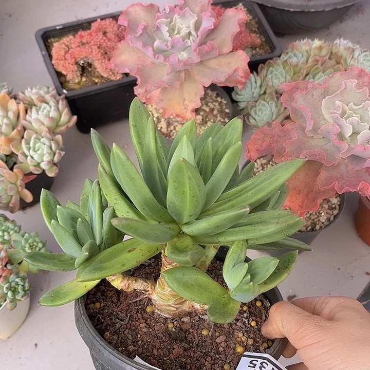 海洋之歌10135多肉植物