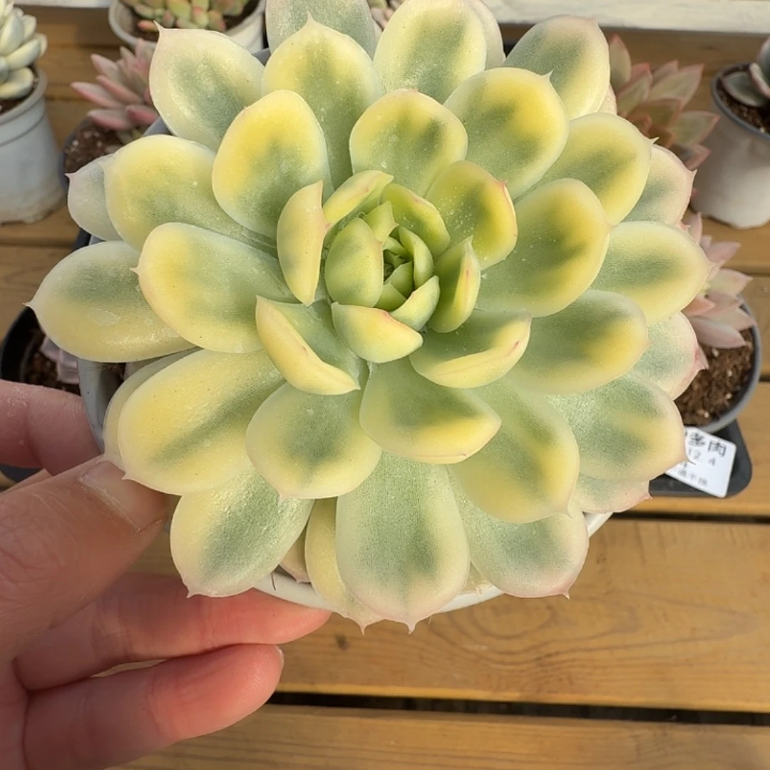 草莓冰锦1111124-