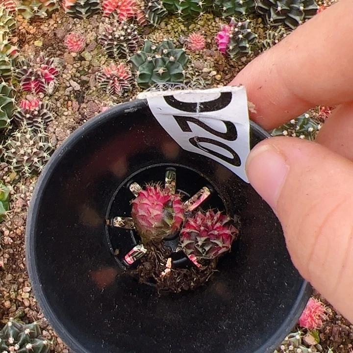 红***当前无花栽培后可以开花020