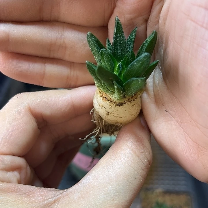 实生短尤龙角2.8公分萝卜根