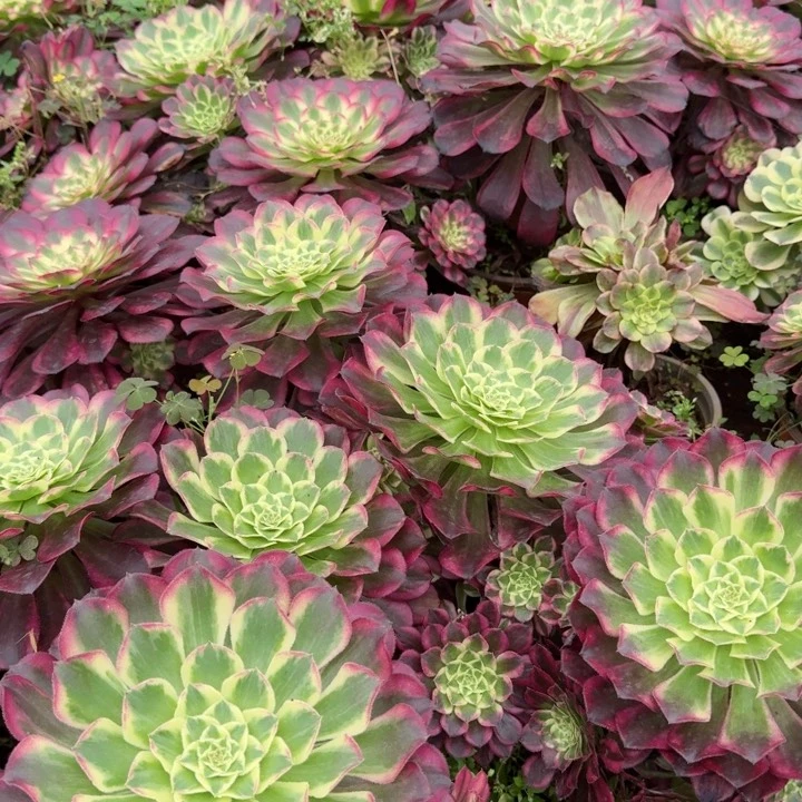 天河啊啊啊啊啊啊啊啊