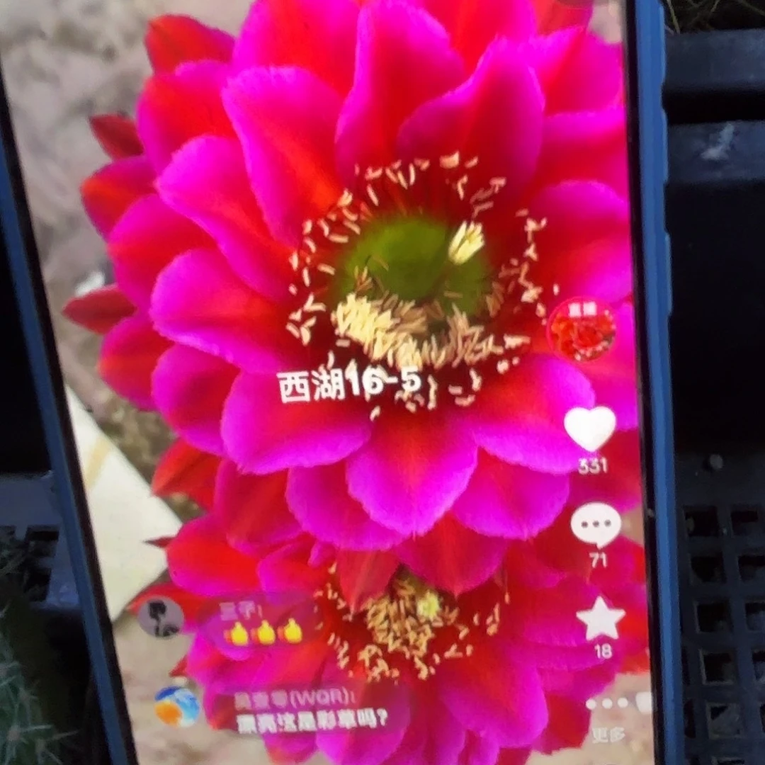 16-5无根侧牙四五公分55