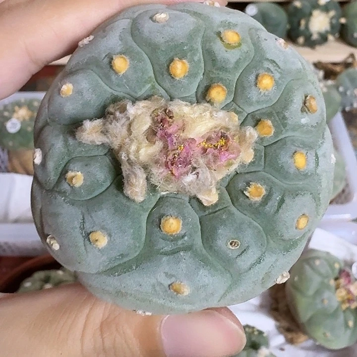 福利一字园艺观赏植物