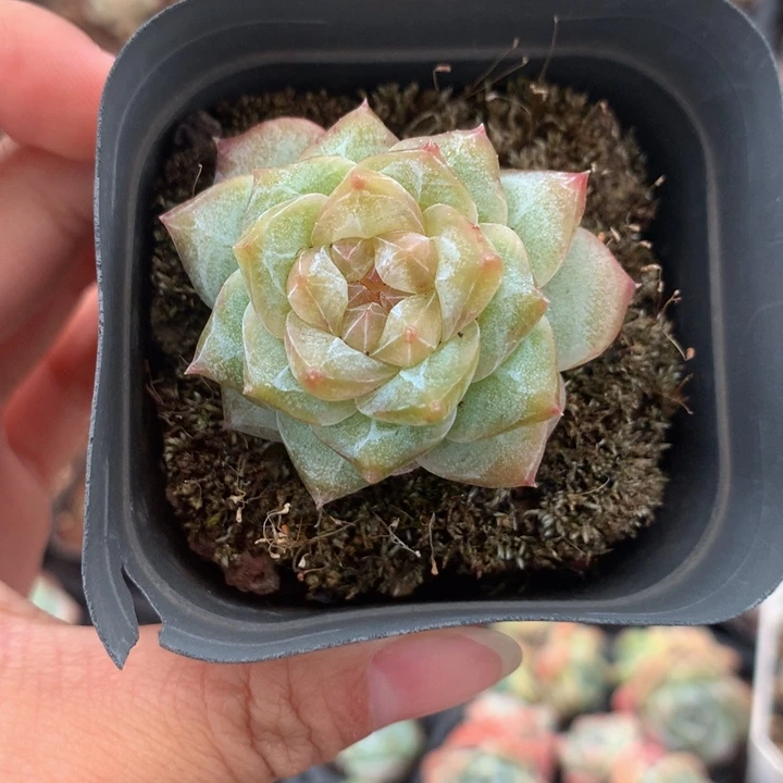 精控粉钻单头多肉