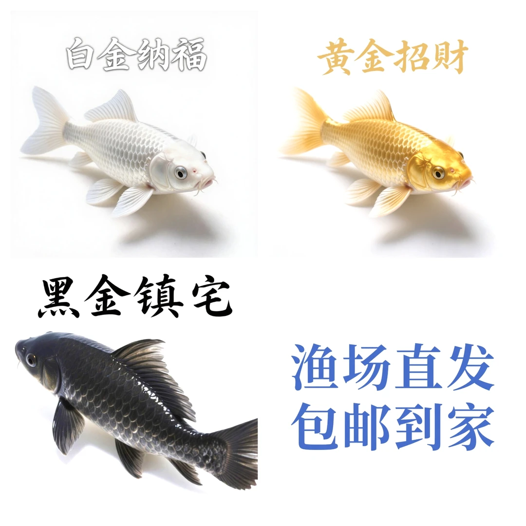 12cm～15cm五条锦鲤招财观赏鱼好养耐活冷水淡水鱼活体鱼苗
